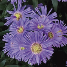友禅菊